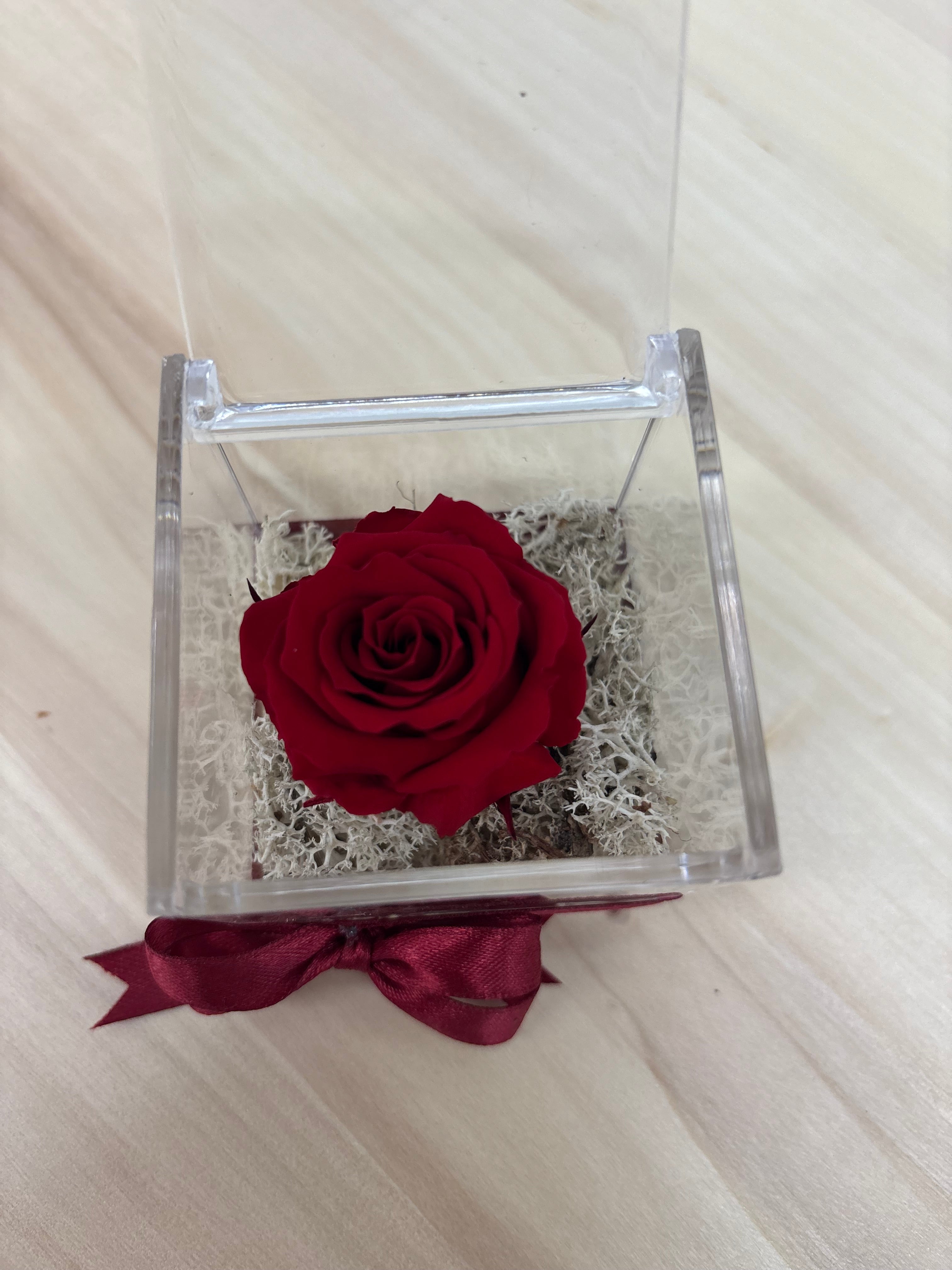Rosa eterna rossa