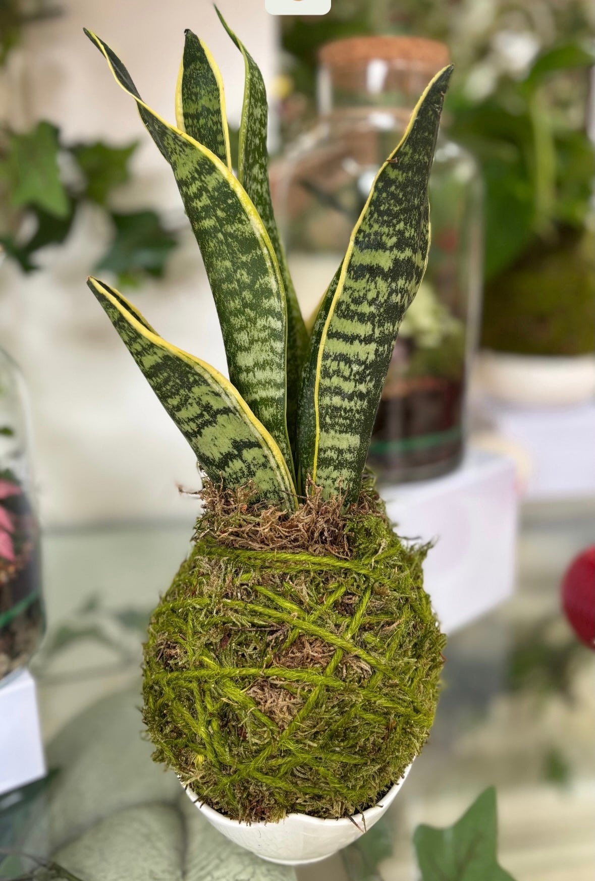 Kokedama San Sevieria